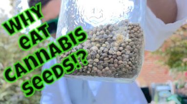 Casey captures the seed thief Casey captures the seed thief and explains 5 health benefits to eating cannabis seeds from the bake lobster