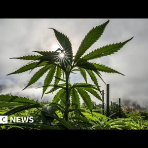 Why are US cannabis growers losing earnings? – BBC Recordsdata