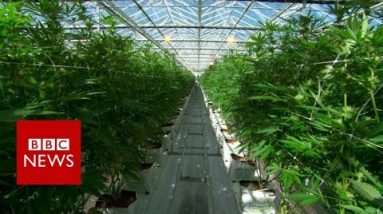 Retract a scrutinize sooner or later of the arena’s biggest loyal cannabis farm – BBC Information