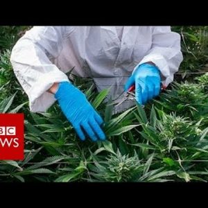 What’s in cannabis-derived medicines? – BBC Info