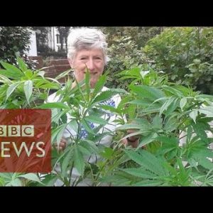 Pensioner calls BBC about unknowingly rising a 1.5m cannabis plant  – BBC Records