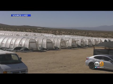 LASD Seizes Thousands Of Marijuana Crops, Arrests 23 In Raids Concentrating on Unlawful Grow Operations