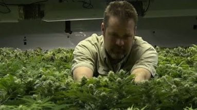 ‘This Week’: Marijuana in Colorado