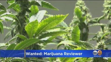 Uncover Paid $3K Per Month To Evaluation Marijuana Merchandise