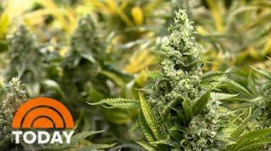 Toughen For Legalizing Marijuana At All-Time Excessive, On PollIn 5 States | TODAY