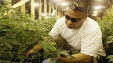 The Dialog: Pot Growers Be half of Union