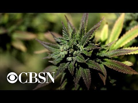 Trump administration tells companies to advertise detrimental impression of marijuana employ